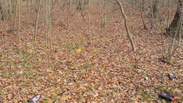 Сеч в Kамчийската гора