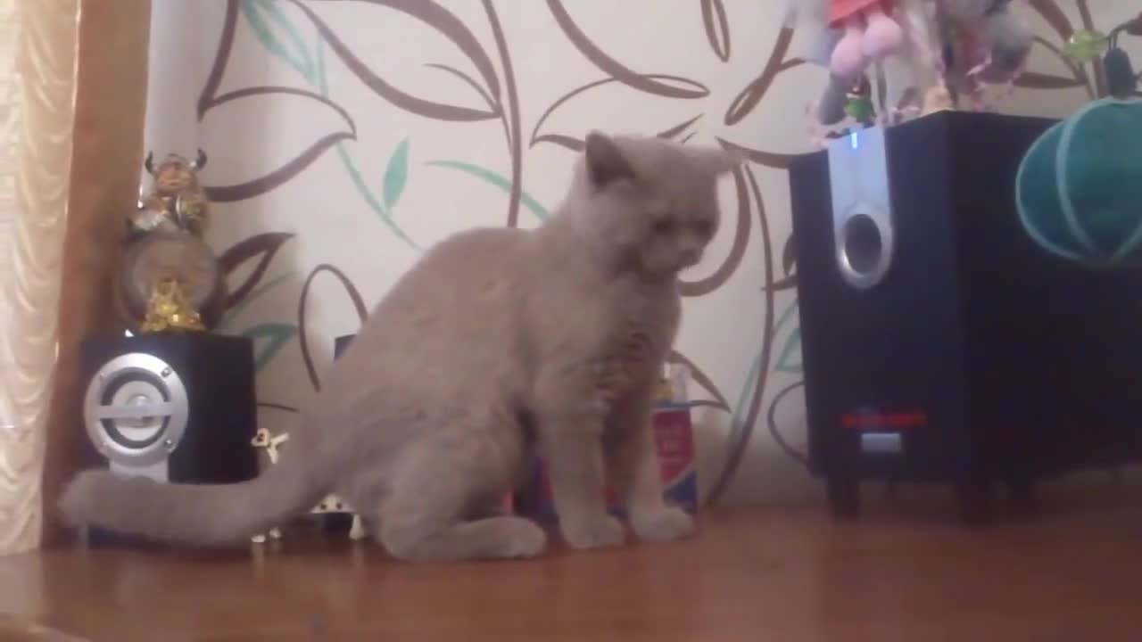 Коте се радва на музиката!