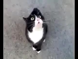 Смешно нервна котка говори на котешки 