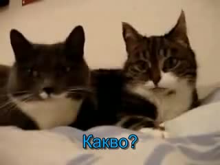 Диалог между две котки - ( Смях )