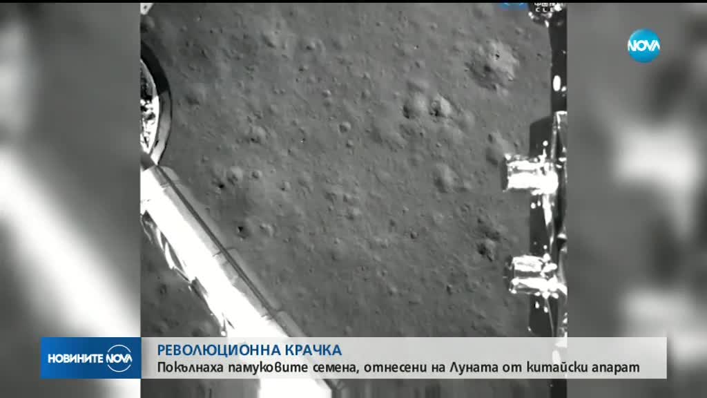 Покълнаха памуковите семена, отнесени на Луната от китайски апарат