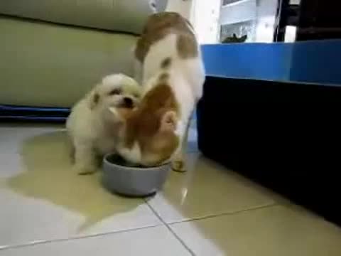 Кученце Vs. Коте
