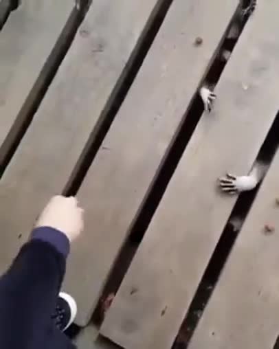 Еноти играят на "тука има тука няма" докато ги хранят!