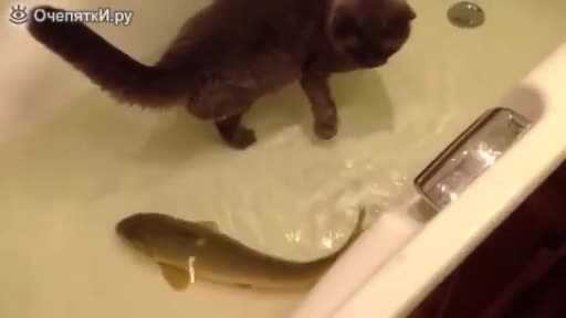 Котка и риба в една вана .