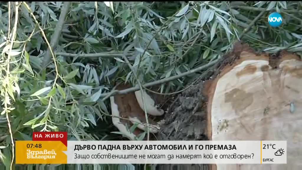 Дърво падна върху автомобил в Кранево и го премаза