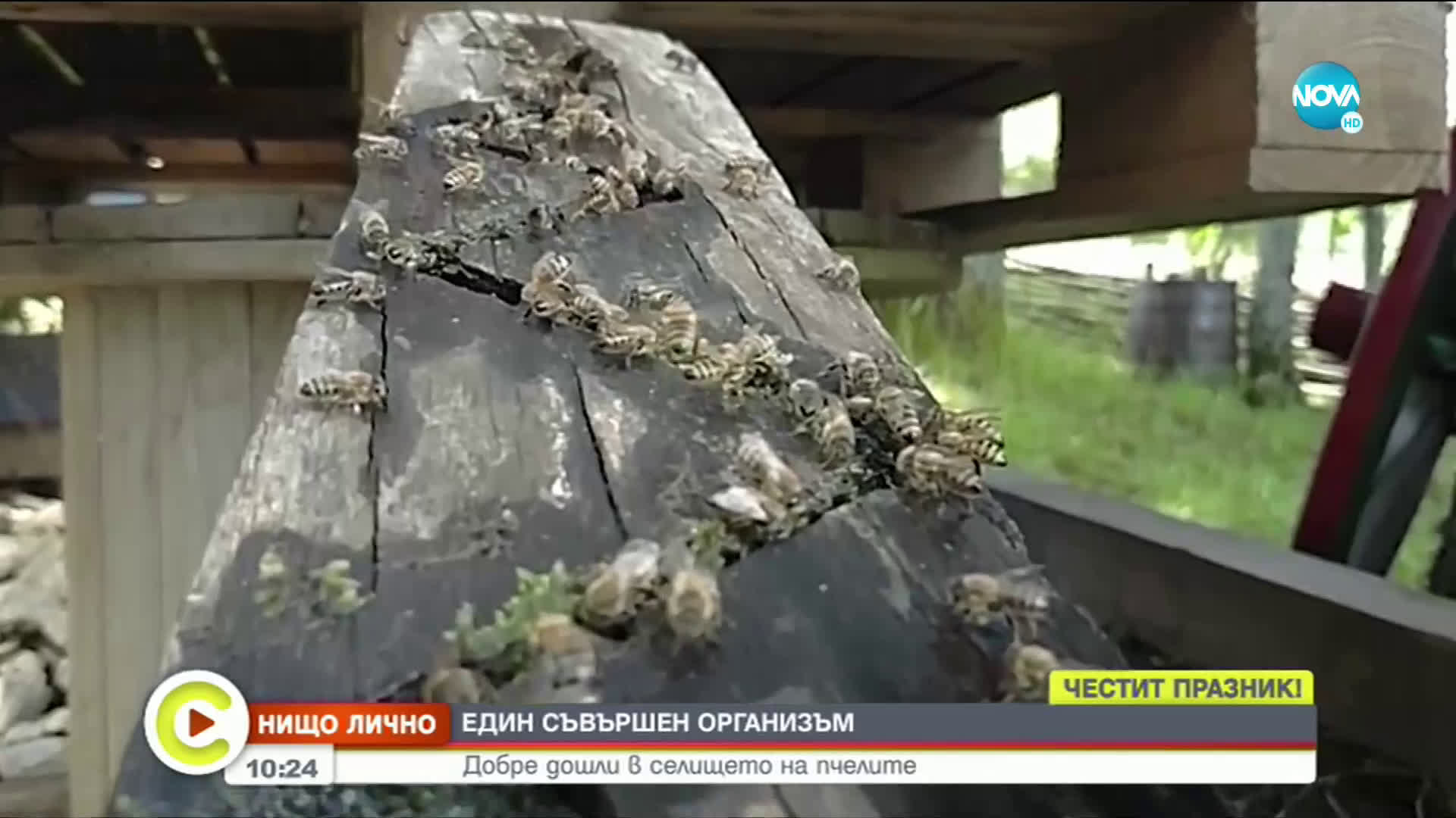 "НИЩО ЛИЧНО": Добре дошли в селището на пчелите