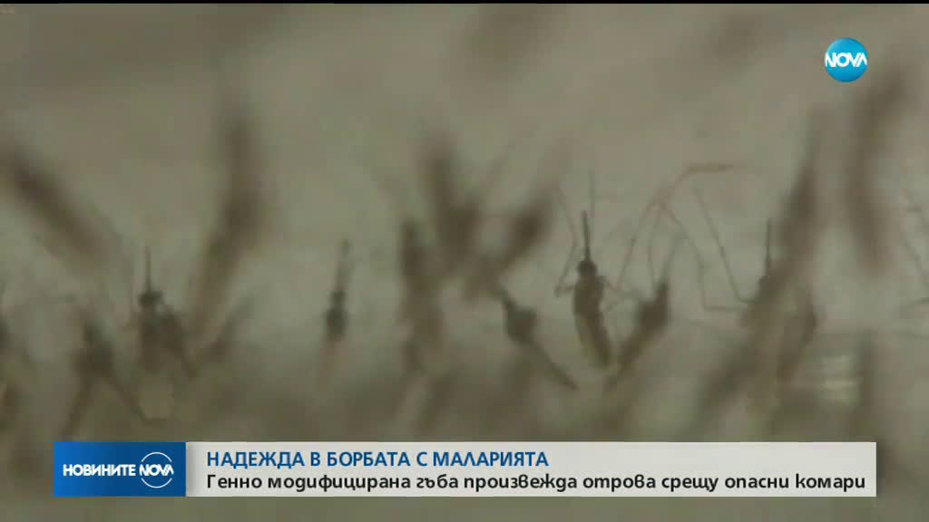Генномодифицирана гъба произвежда отрова срещу опасни комари