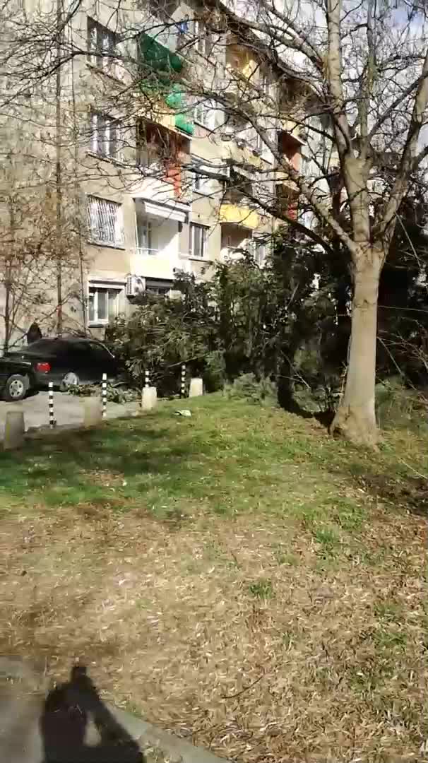 Дърво падна в парка "Заимов"