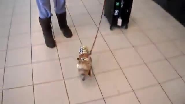 Всеки би искал да има такова кученце !!!