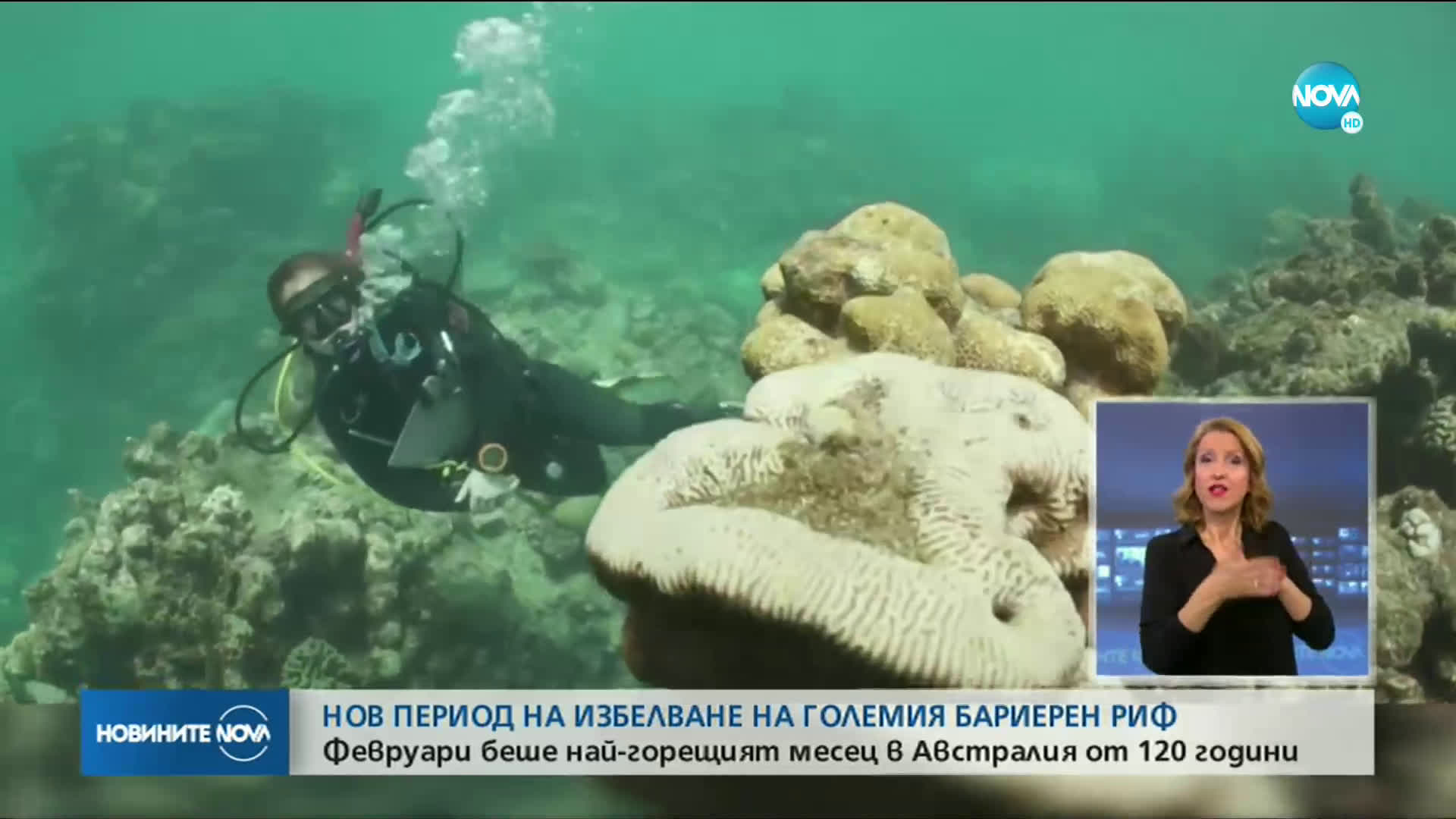 Коралите в Големия бариерен риф се избелиха