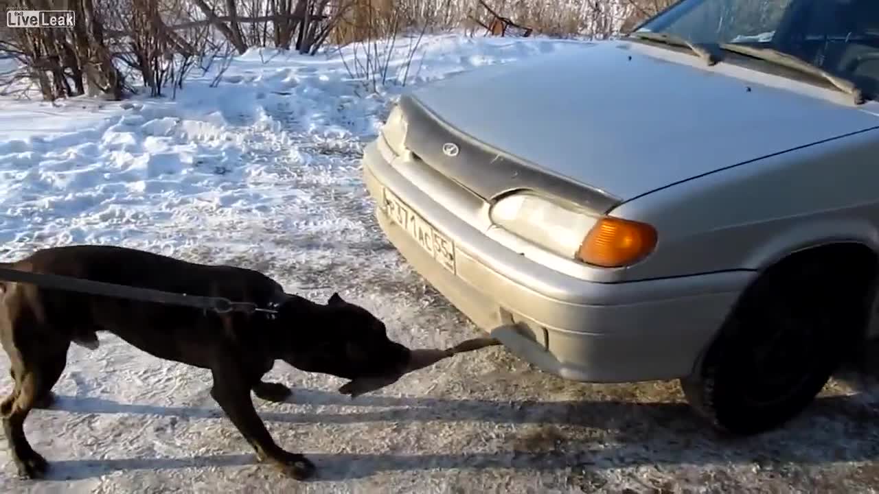 Питбул дърпа Лада
