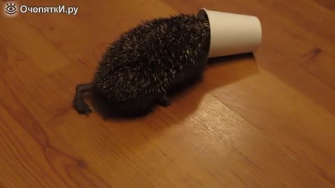 Таралеж си играе с чашка