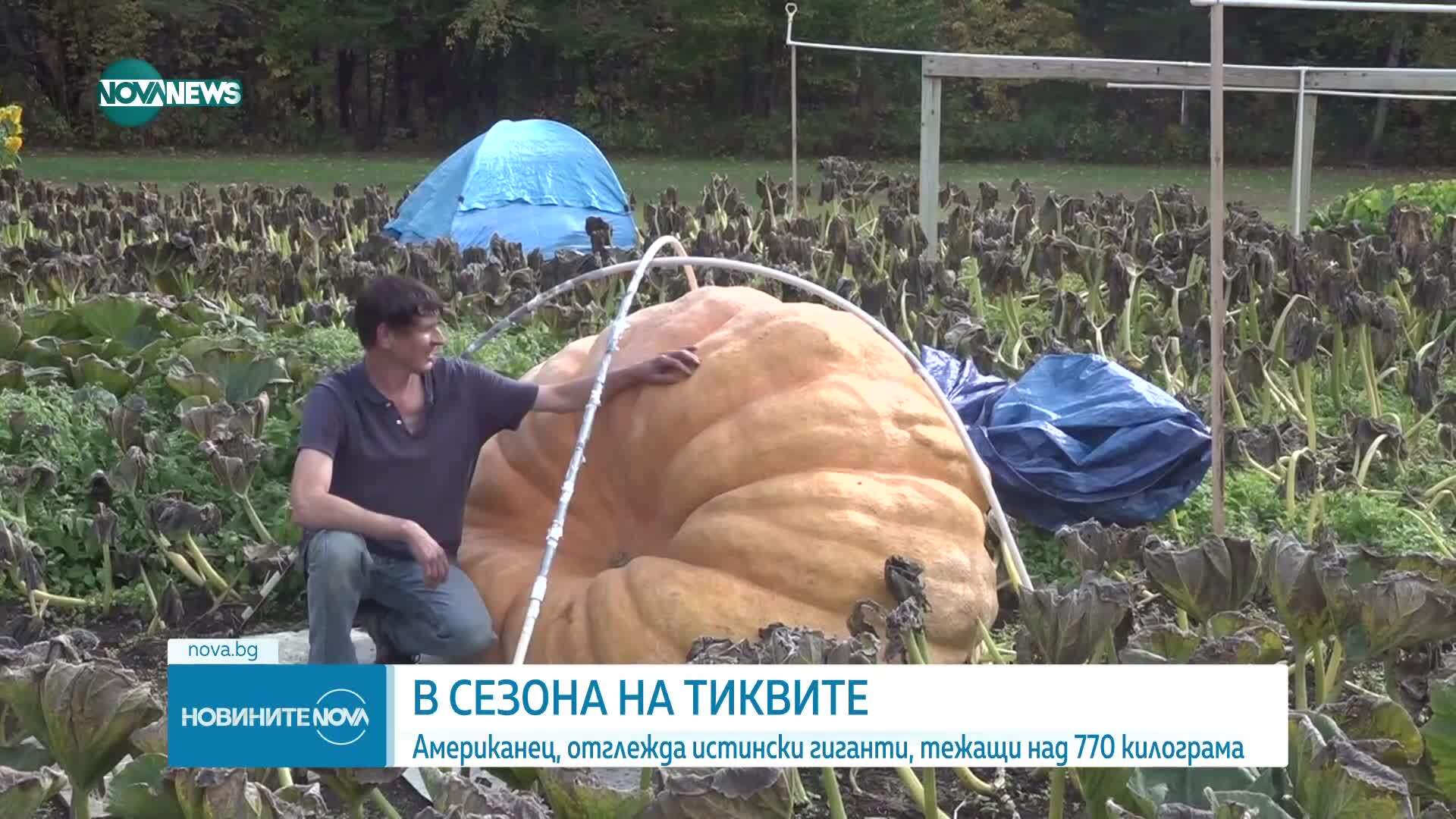 Американски фермер отглежда тикви гиганти