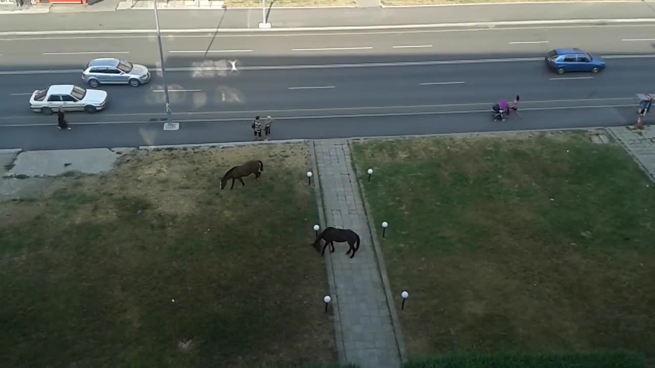 Коне на булевард в европейската ни столица