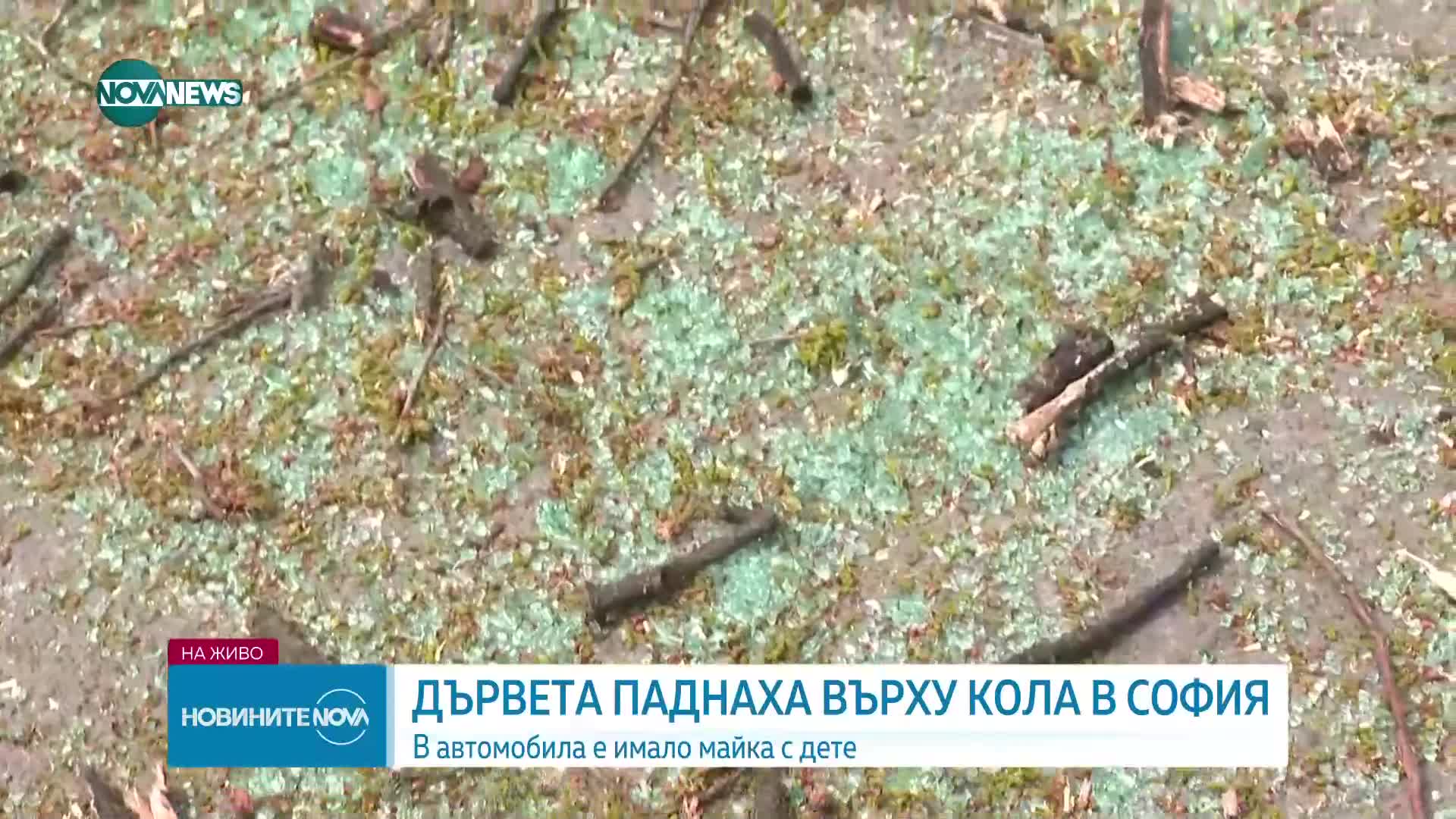 Две дървета паднаха върху кола в София