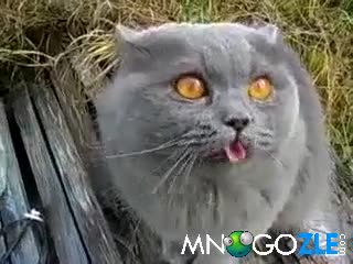 Много смях - Котка се оплаква на свой език 