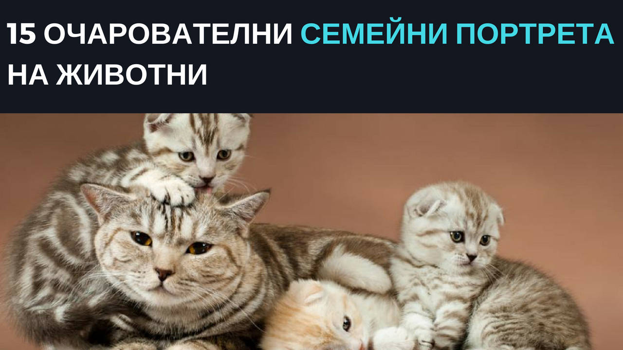 15 очарователни семейни портрета на животни