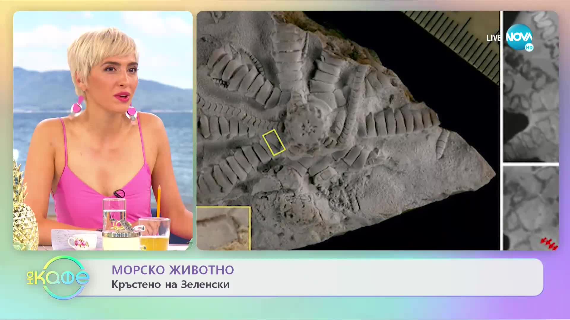 Кръстиха фосил на 150 млн. години на Володимир Зеленски