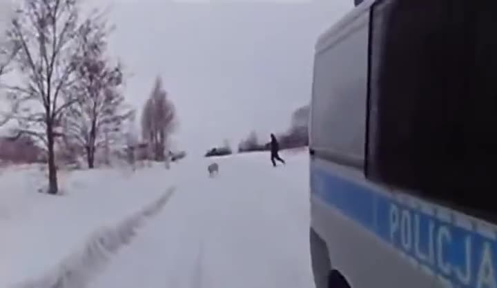 Полицаи гонят да хванат прасе на заснежена улица , смях