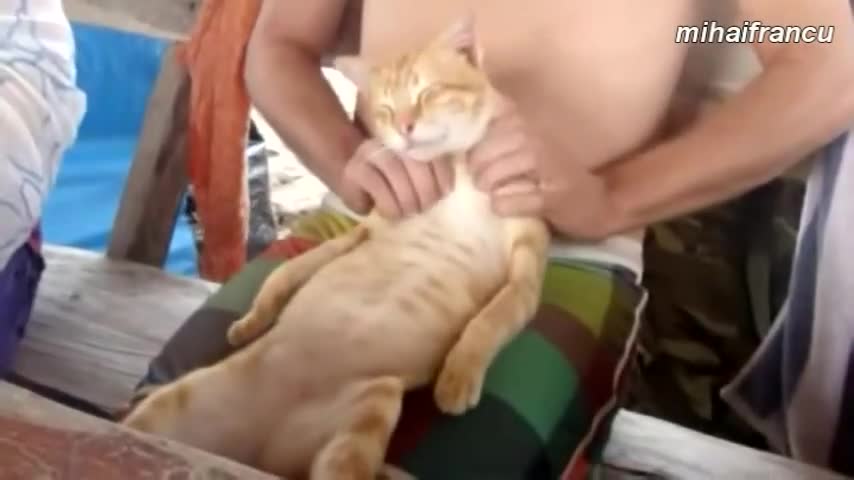 >Забавни котета ... Компилация