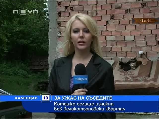 Котешко селище изникна за ужас на съседите във Великотърновски квартал 