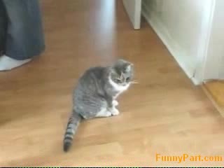 Пияна Котка
