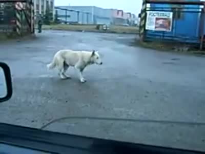 Лудо куче влиза в ритъм 