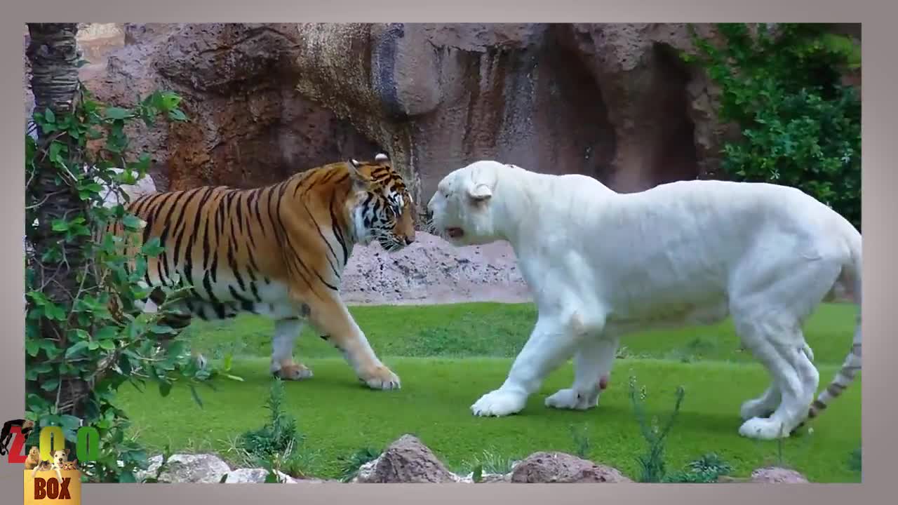 И животните се обичат!