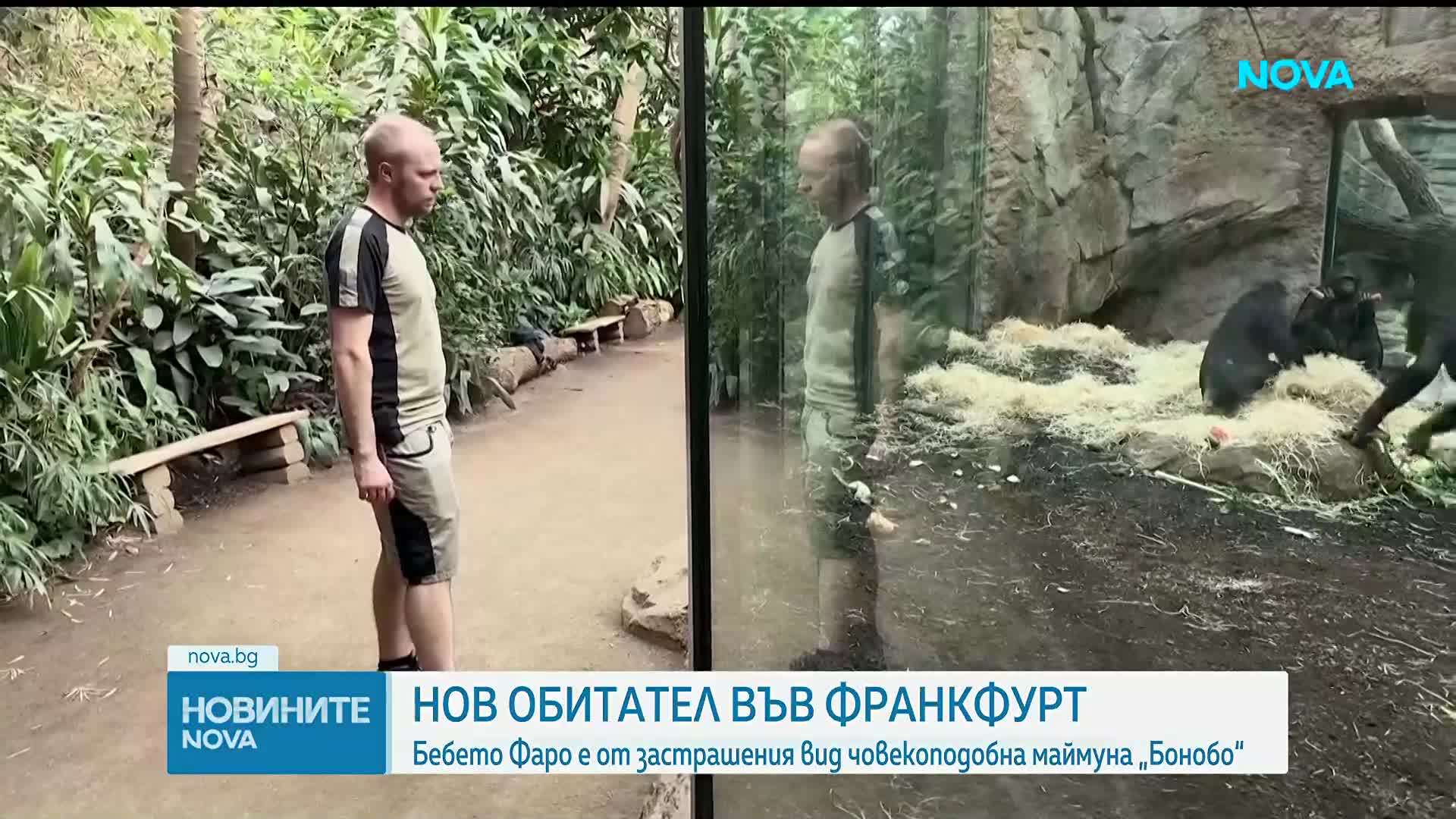 Зоопаркът във Франкфурт посрещна бебе от застрашения вид маймуна бонобо