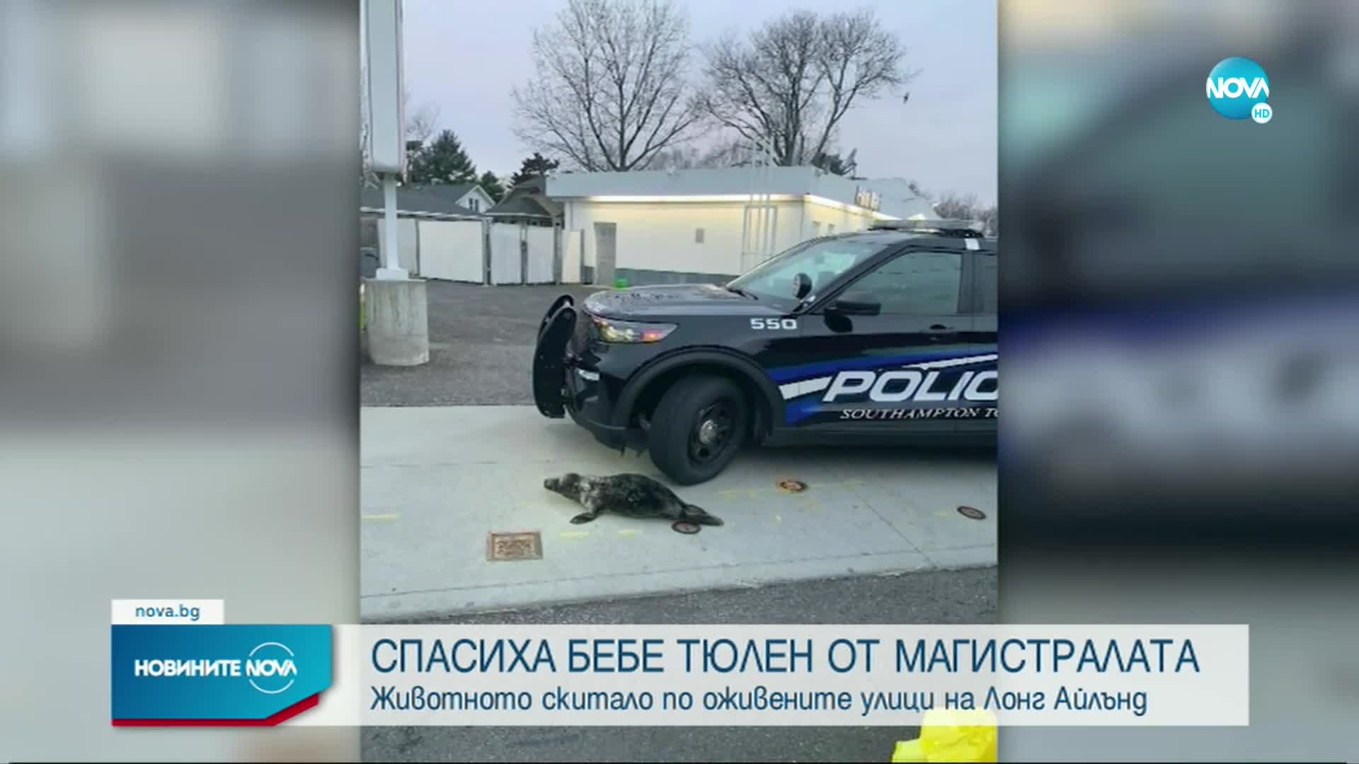 Спасиха бебе тюлен, скитащо по оживена магистрала в САЩ