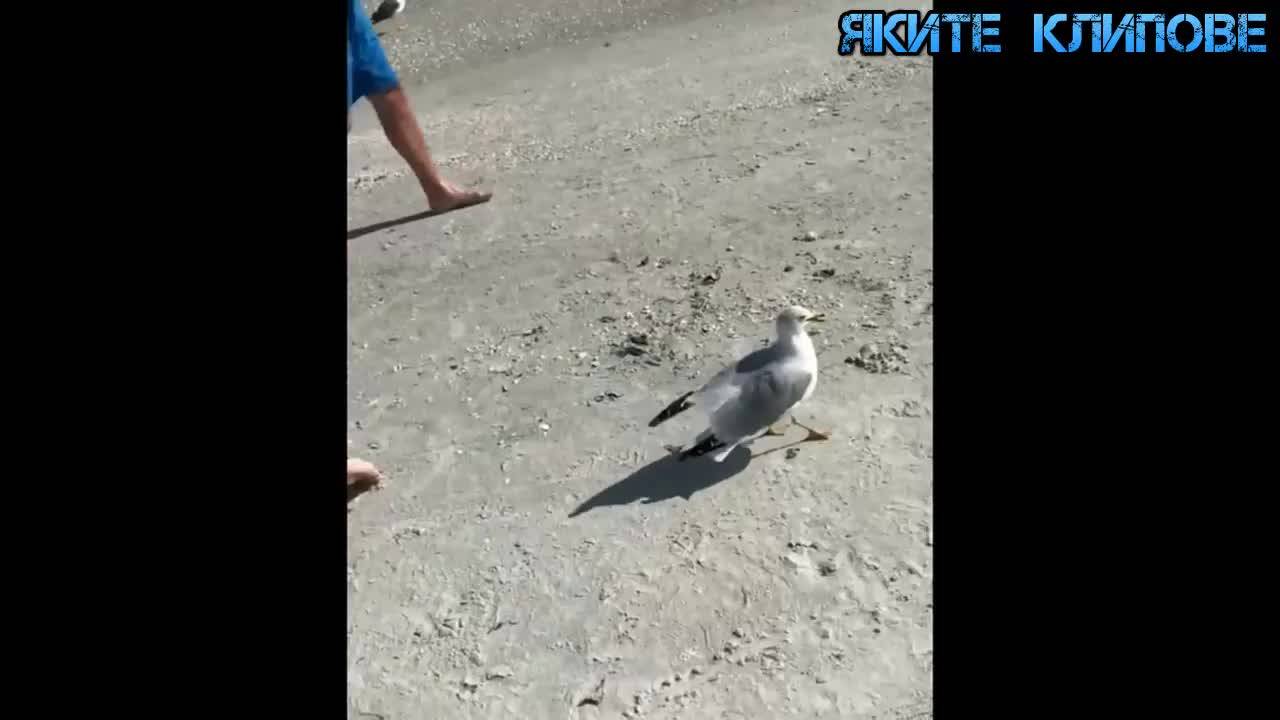 Смешни шеги - Яки гафове
