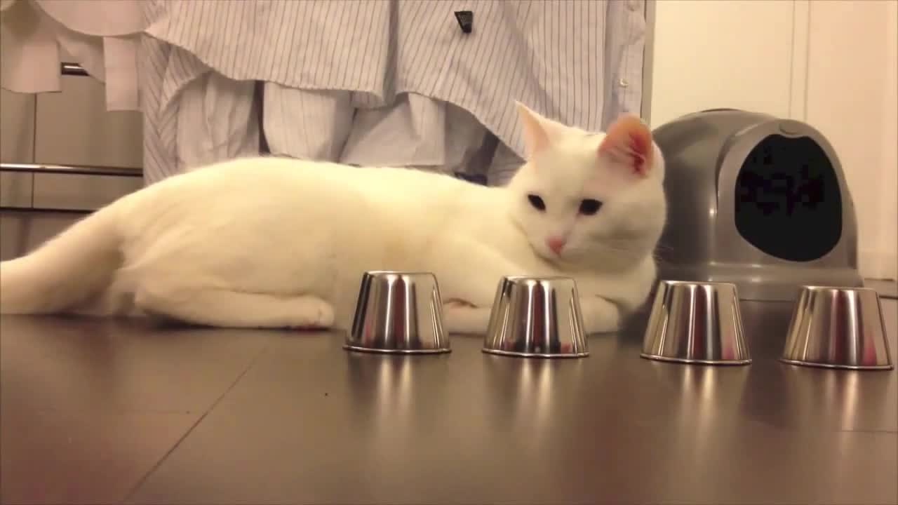 Коте изумява с бдителността си ...