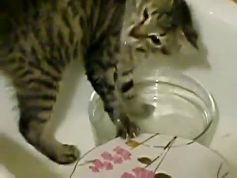 Котка мие чинии!!