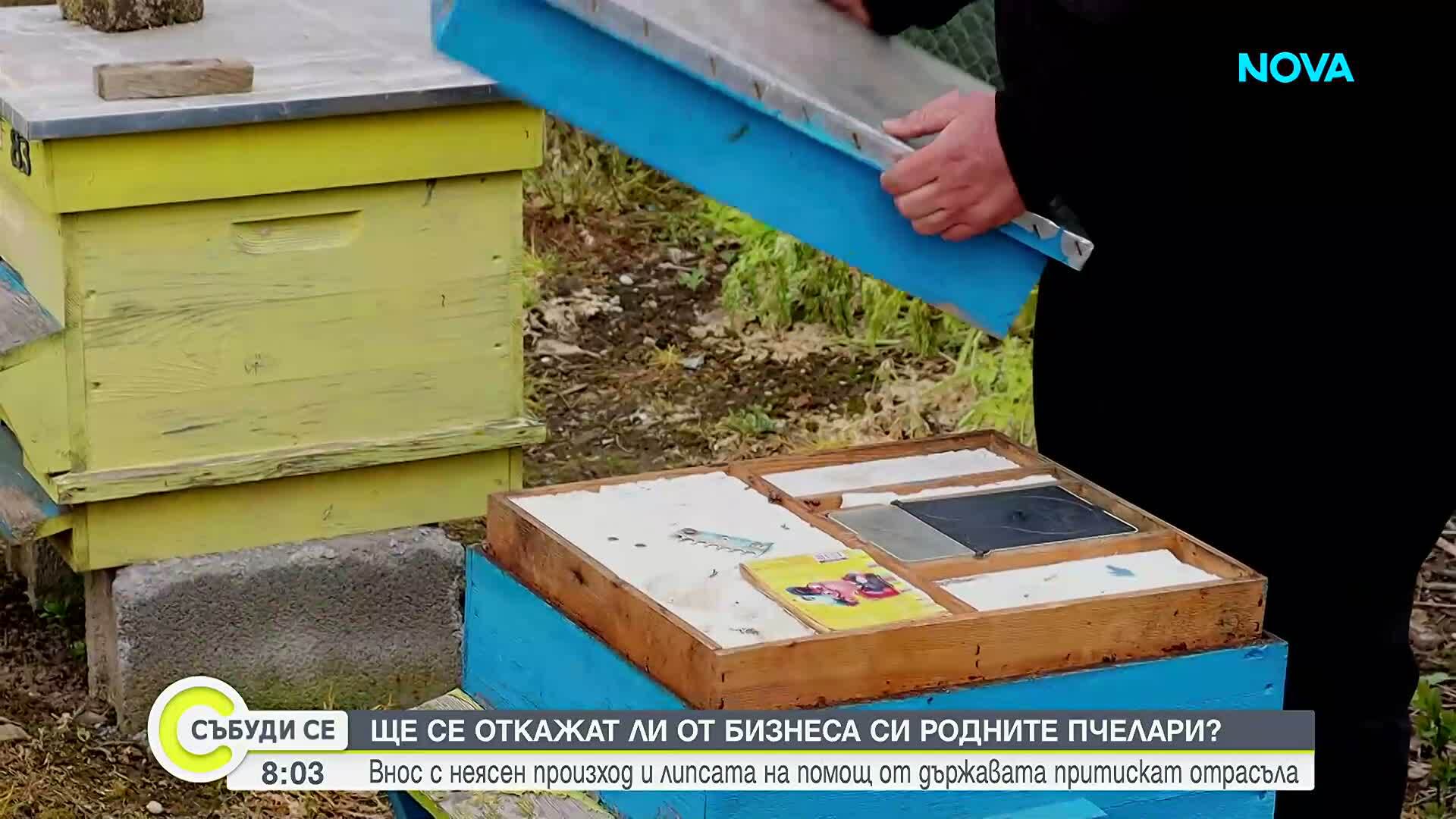 Пчеларството в Добруджа на ръба: Над 80% от производителите намаляват кошерите
