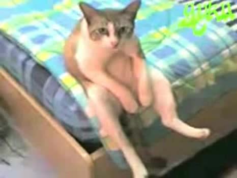 Котка Тарикат