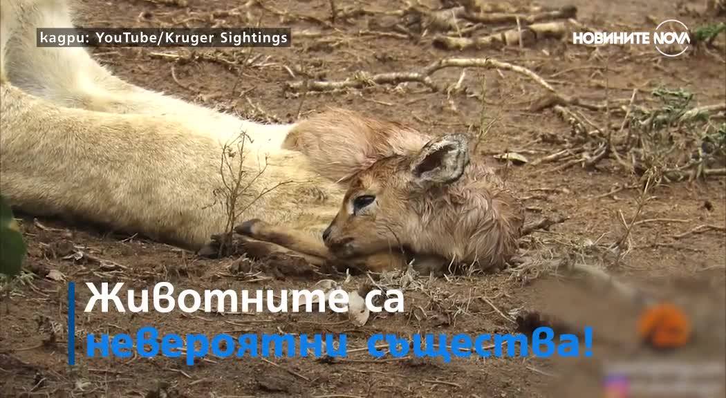Лъвица доказа, че животните са невероятни същества