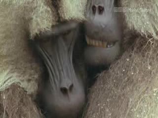 Toto - Africa