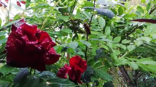 "Моята новина": Дъжд в Зверино