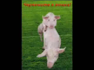 Анти Цска