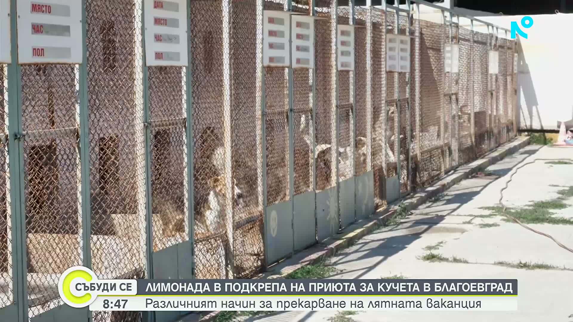 Момичета продават лимонада, за да помогнат на кучетата от приюта в Благоевград