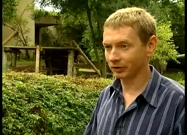 Азиатски лъвчета