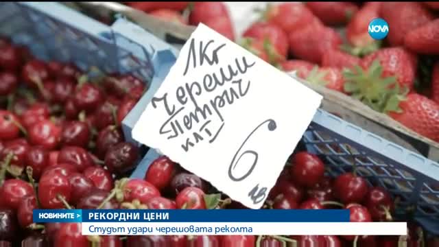 Студът удари черешовата реколта