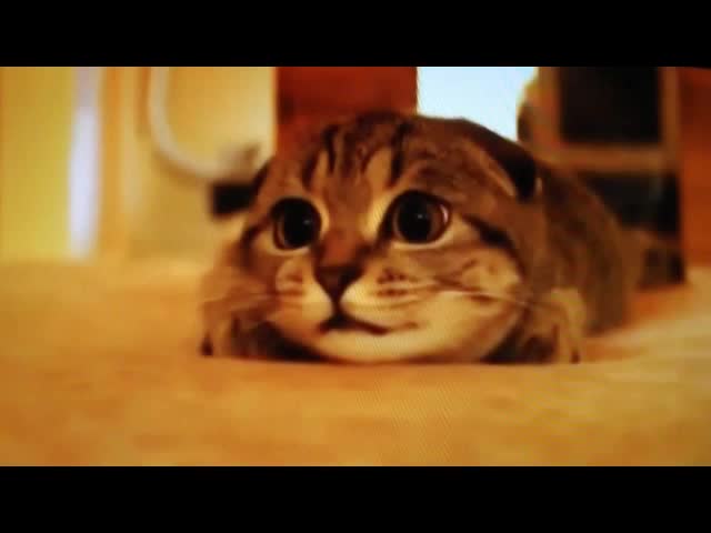 Котка гледа ужаси по телевизията! Вижте реакциите и!