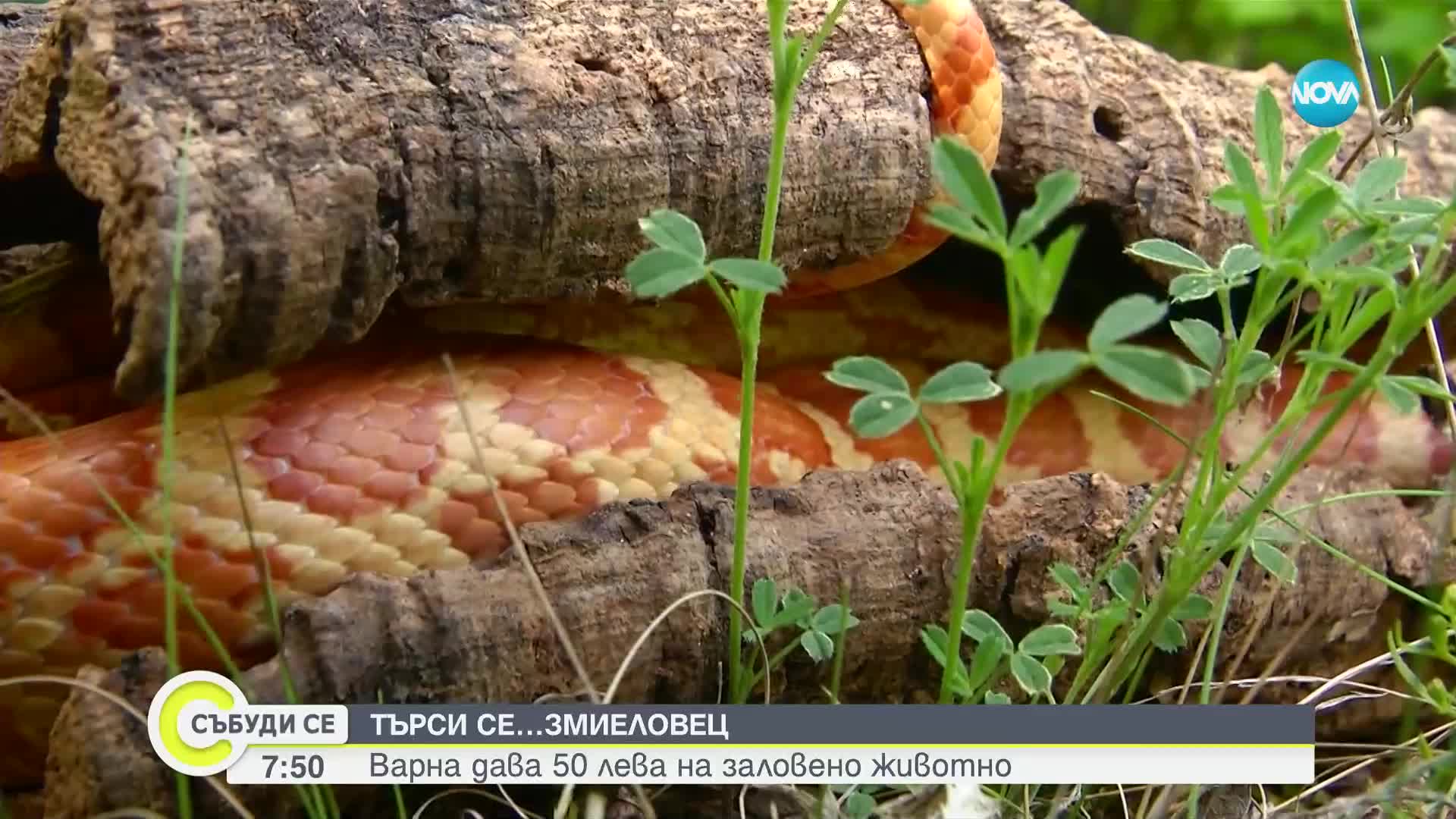 ТЪРСИ СЕ: Община Варна иска да назначи професионален ловец на змии