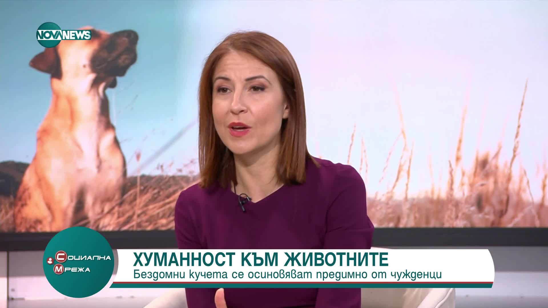 Бездомните кучета у нас се осиновяват предимно от чужденци