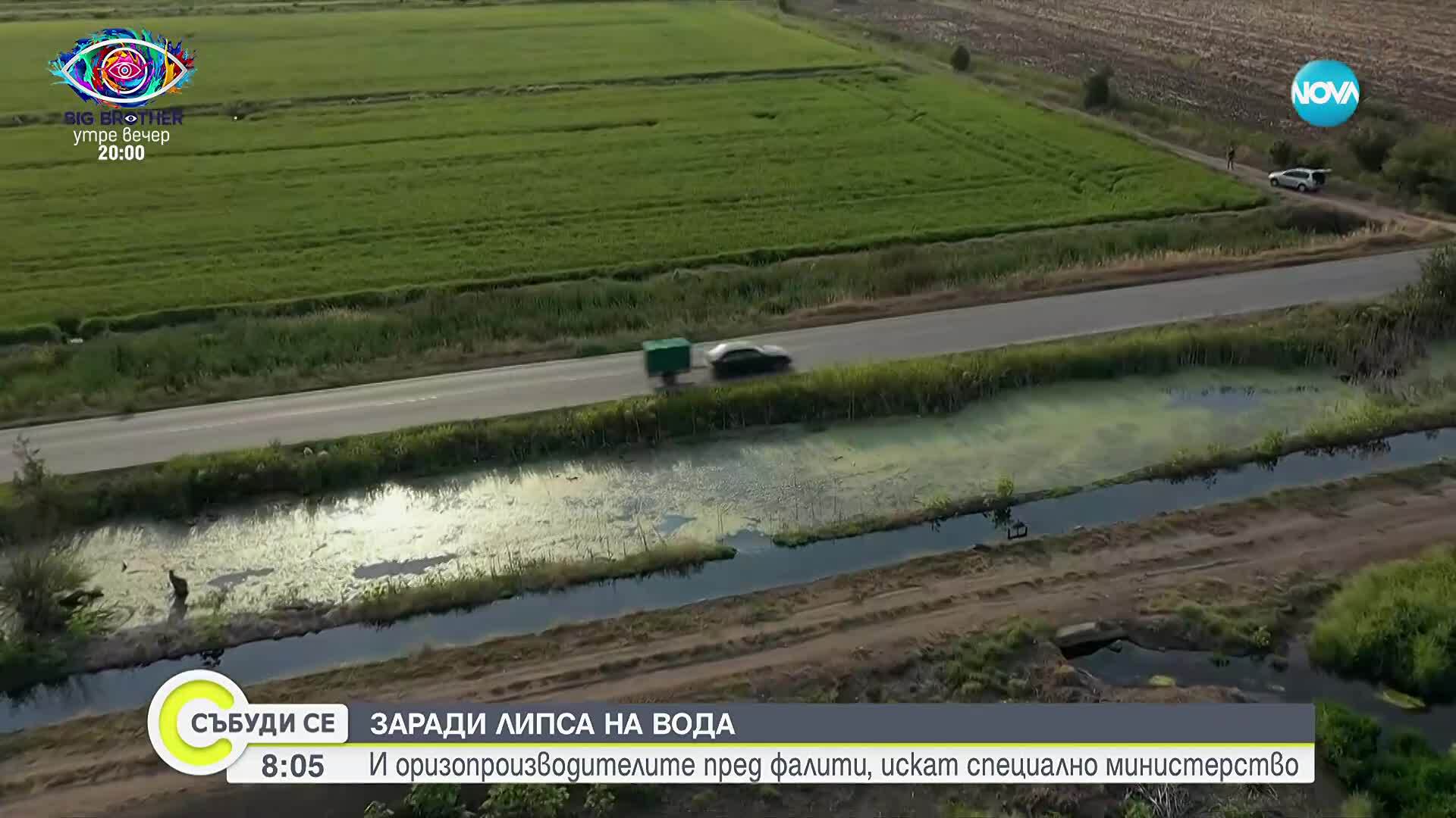 Производители на ориз са пред фалит заради липсата на вода