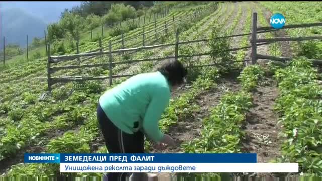 УНИЩОЖЕНА РЕКОЛТА: Десетки земеделци в Родопите – пред фалит