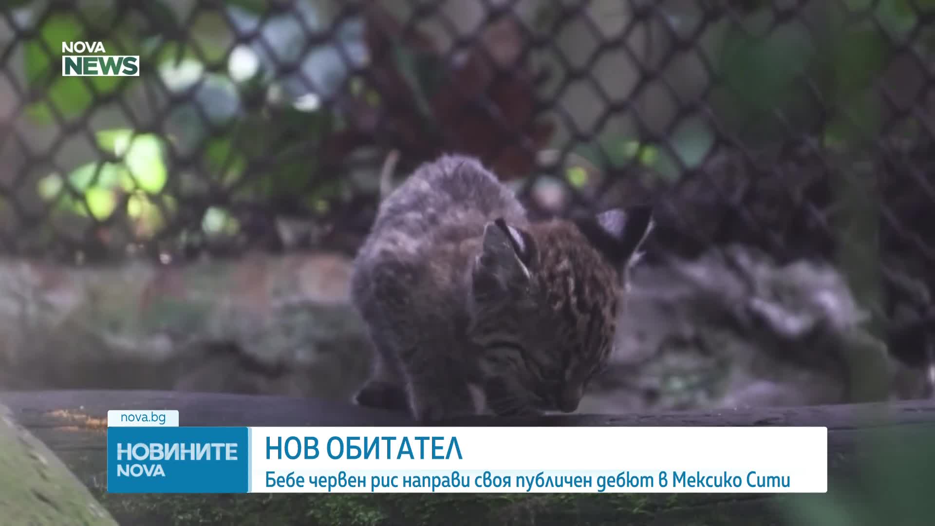 Бебе червен рис с дебют в зоопарк в Мексико Сити (ВИДЕО)