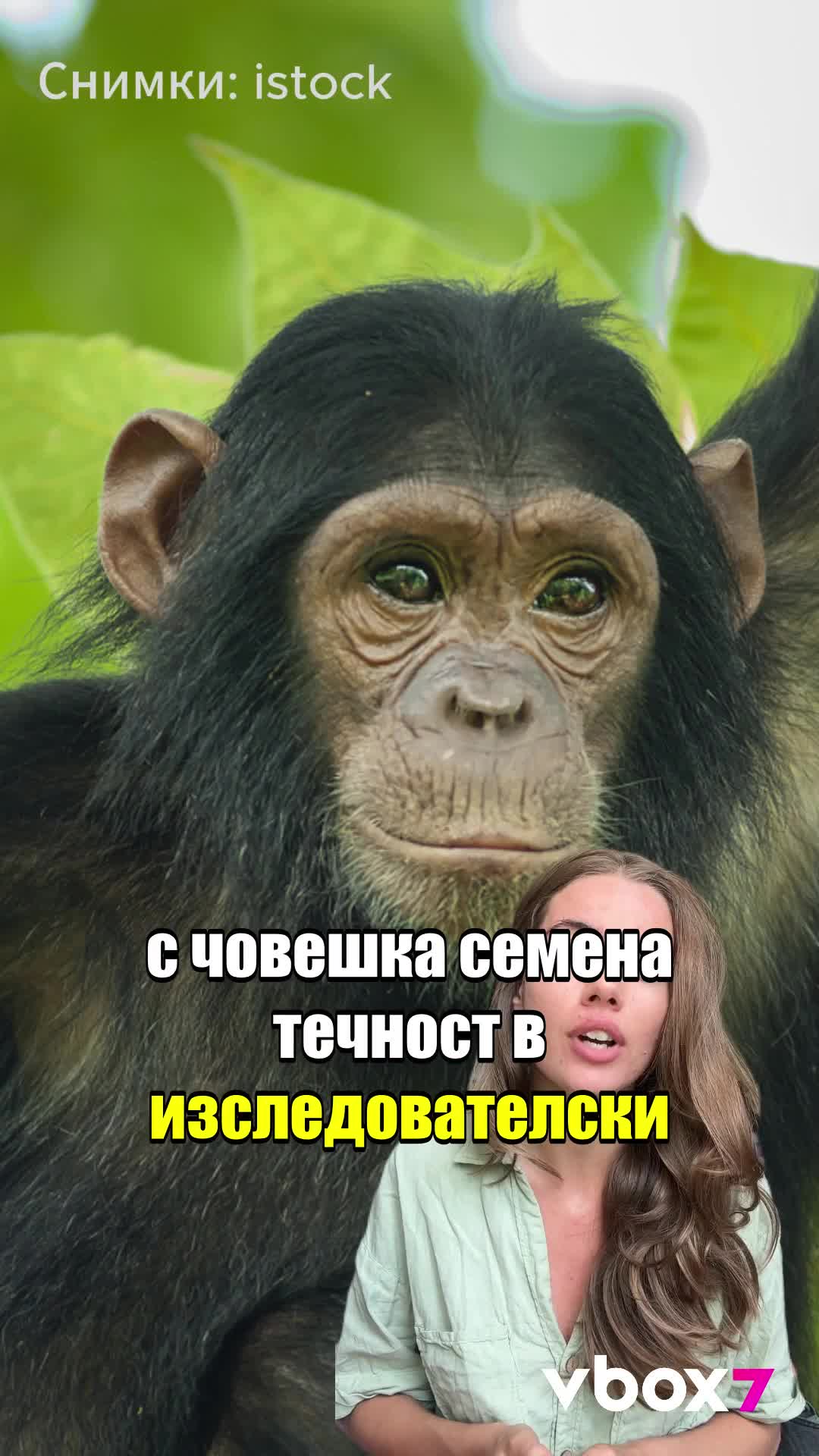 Учените създадоха маймуна-човек?!?