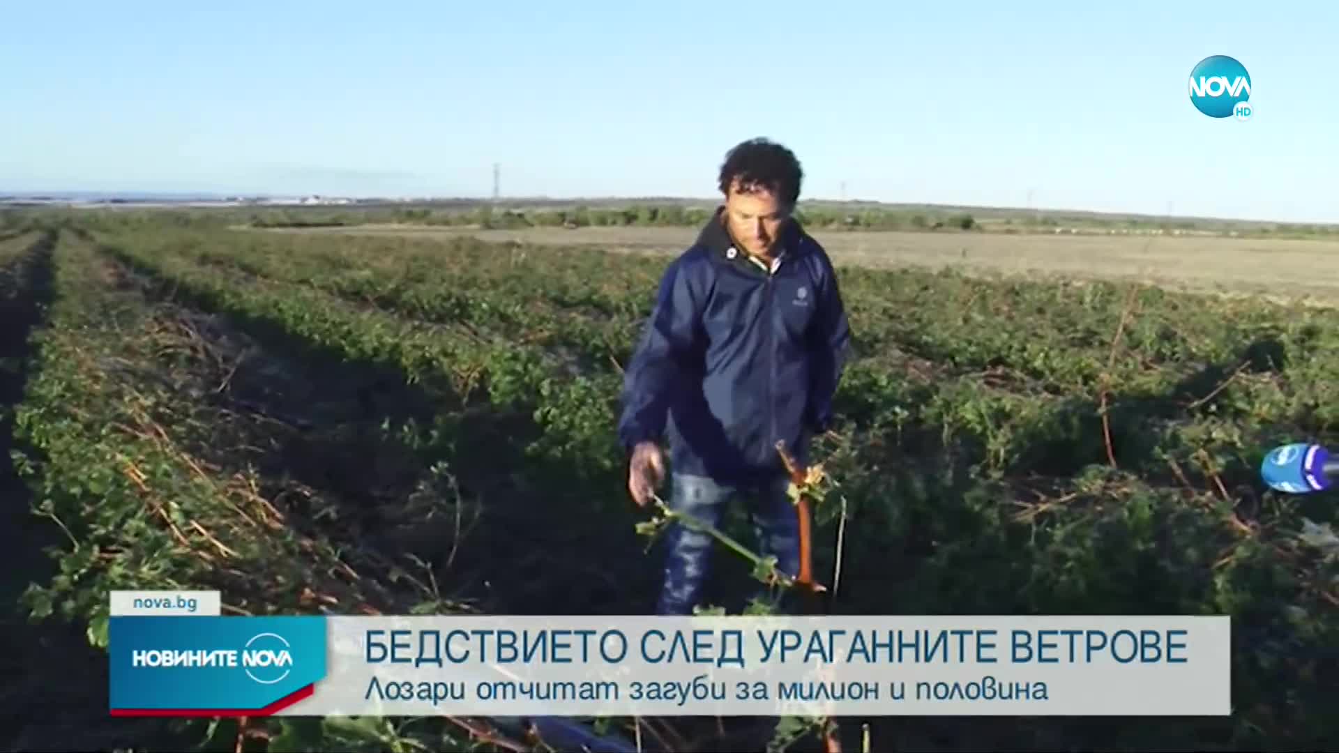 След бурята в Бургаско: Унищожено е грозде за над 1,5 млн. лв.